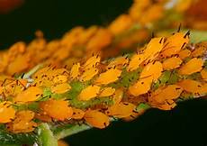 Nematicides