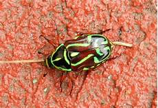 New Beetle