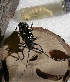 New Beetle