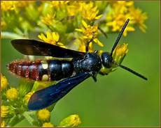 New Beetle