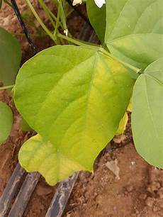 Nitrate