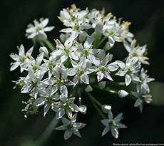 Normal White Garlic