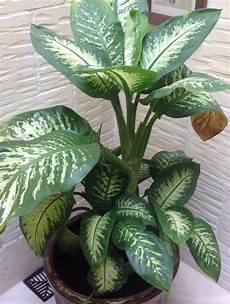 Nursery Pots