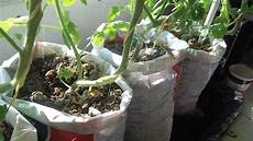 Nursery Trays