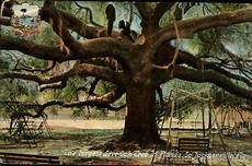 Oak Tree
