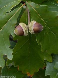 Oak Tree