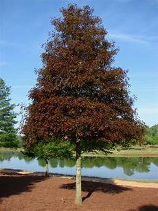 Oak Tree