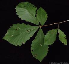 Oak Tree