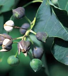 Oil Seeds