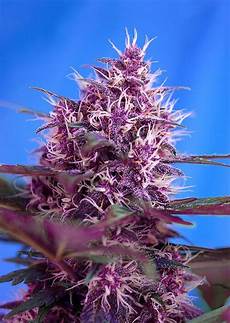 Oil Seeds
