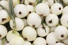 Onion Seeds