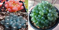 Opals