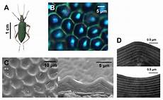 Optical Sensors
