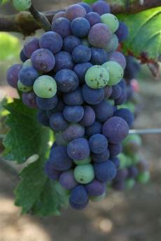 Oregon Grape