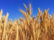 Organic Agriculture