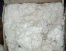 Organic Cotton Fabric