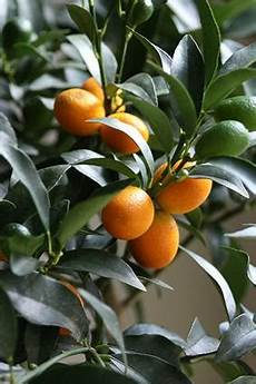 Organic Fruit