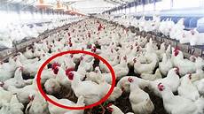 Organic Poultry