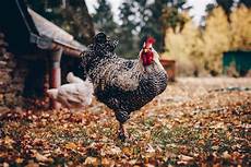 Organic Poultry