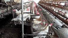 Organic Poultry