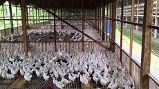 Organic Poultry