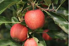Organic Produce