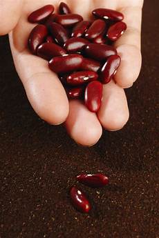Other Beans