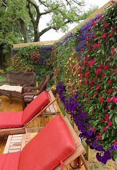 Outdoor Plants