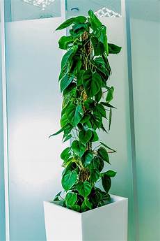 Outdoor Plants