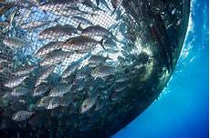 Pacific Salmon
