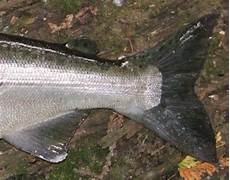 Pacific Salmon