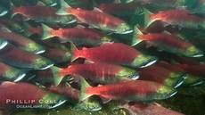 Pacific Salmon