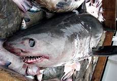 Pacific Salmon