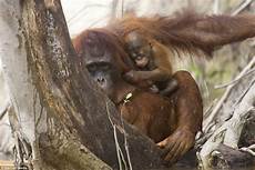 Palm Oil