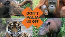 Palm Oil