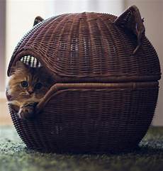 Pet Beds