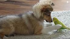 Pet Bowls & Feeders