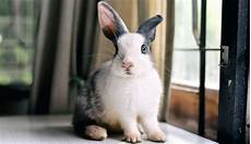 Pet Cages, Carriers