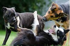 Pet Cleaning Grooming Products