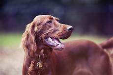 Pet Cleaning Products