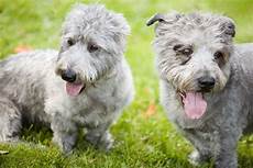 Pet Cleaning Products