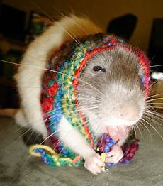 Pet Clothing