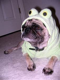 Pet Clothing