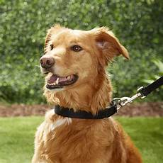 Pet Collars Leashes