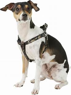Pet Collars Leashes