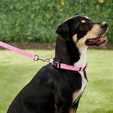Pet Collars