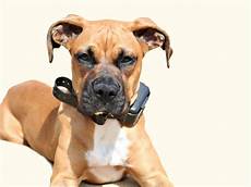 Pet Collars