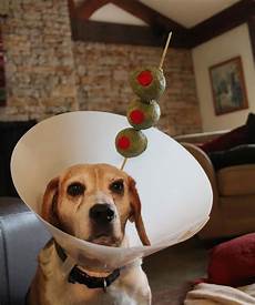 Pet Collars