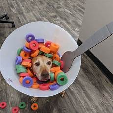 Pet Costumes