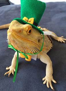 Pet Costumes